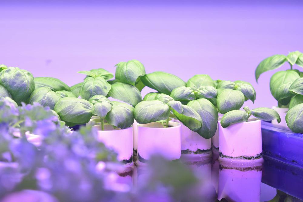 microgreens