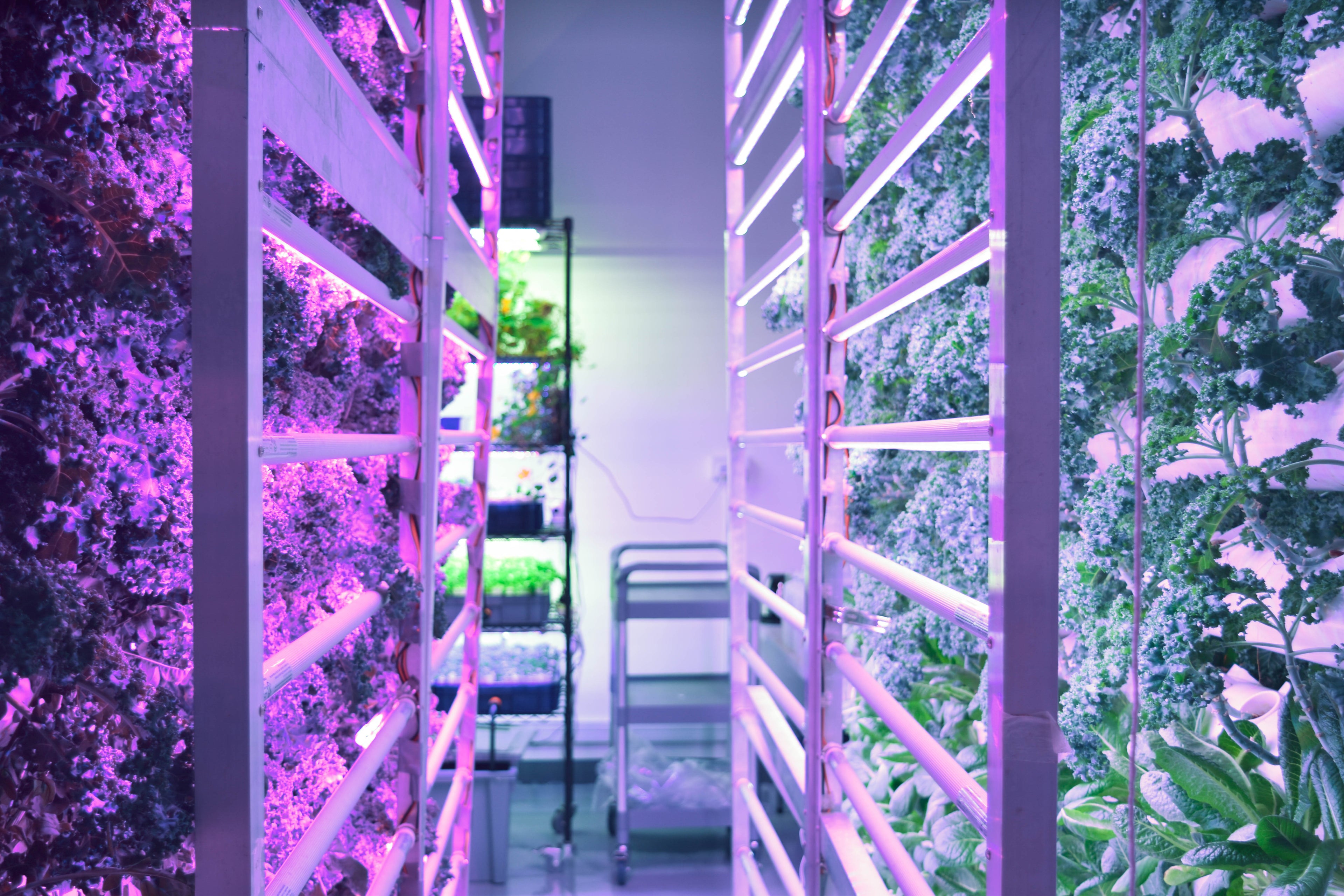 Rack of leafy greens at GreenLoopFarms