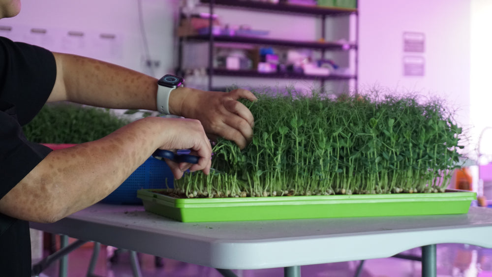 microgreens