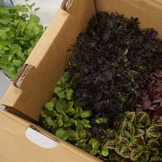 Box of Microgreens Pots