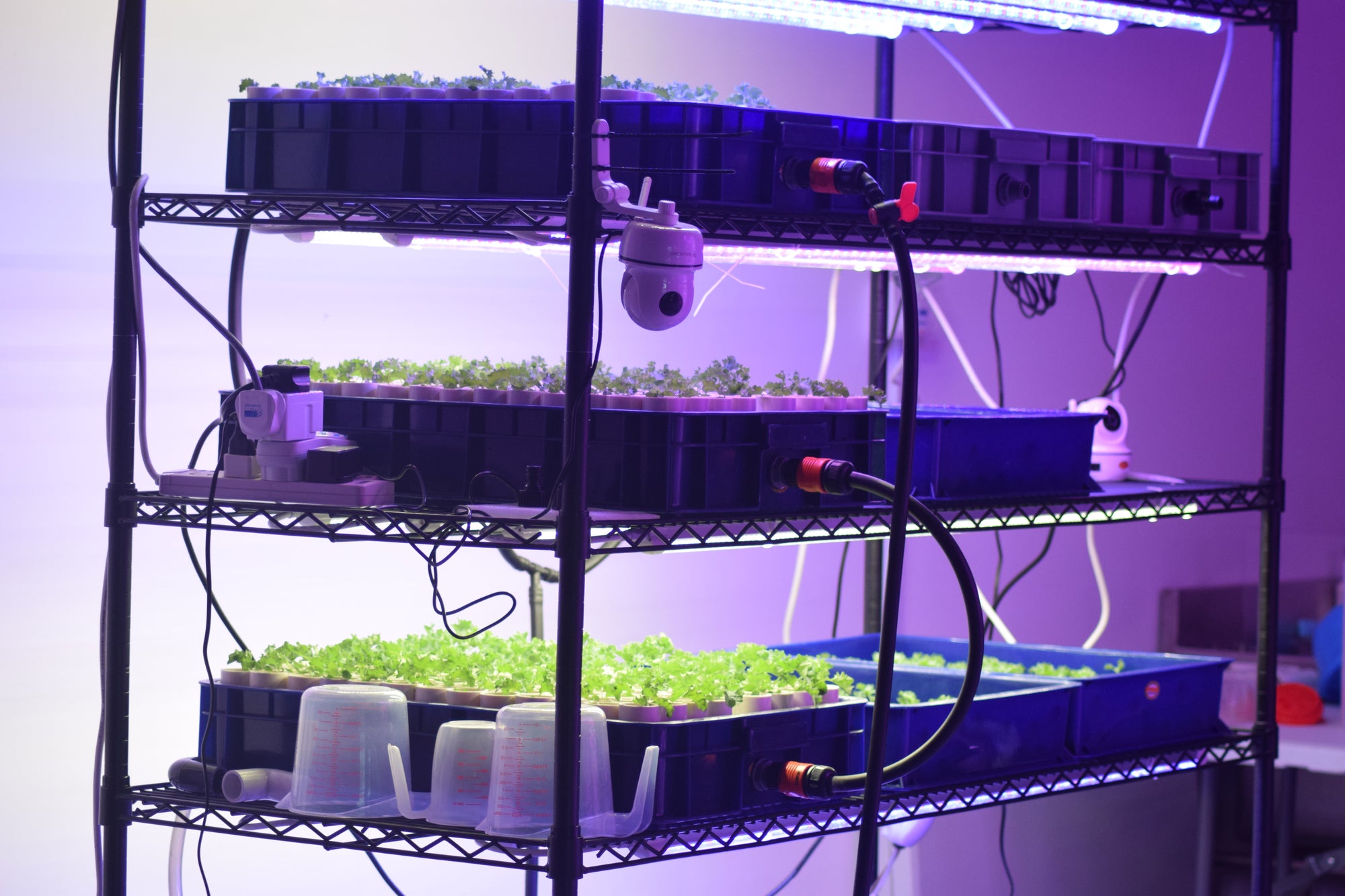 microgreens