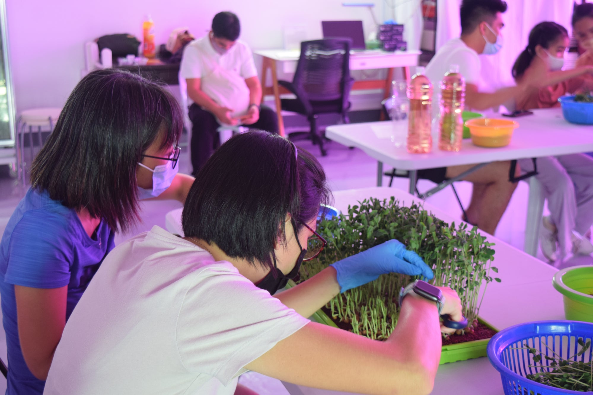 microgreens