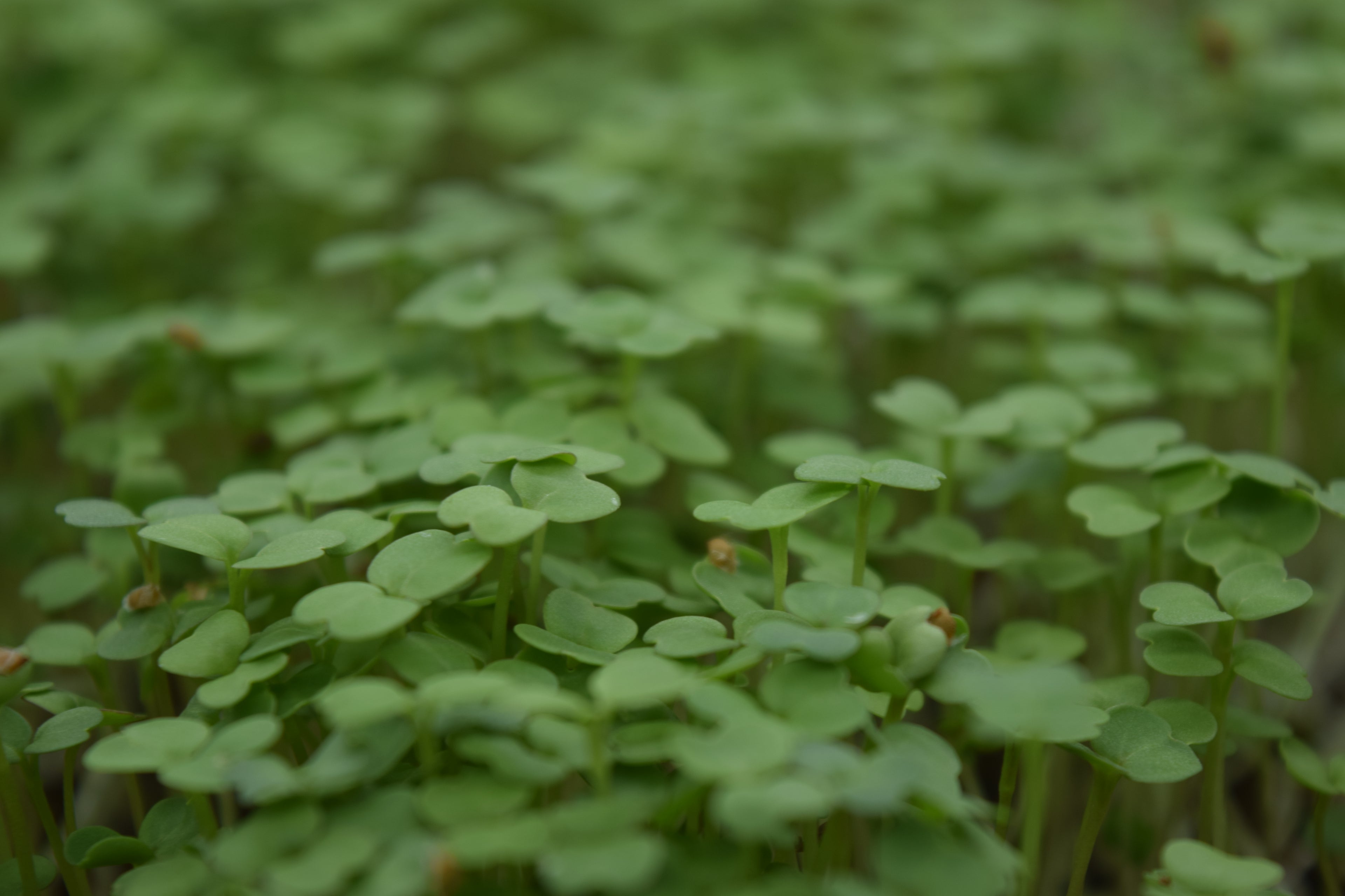 microgreens