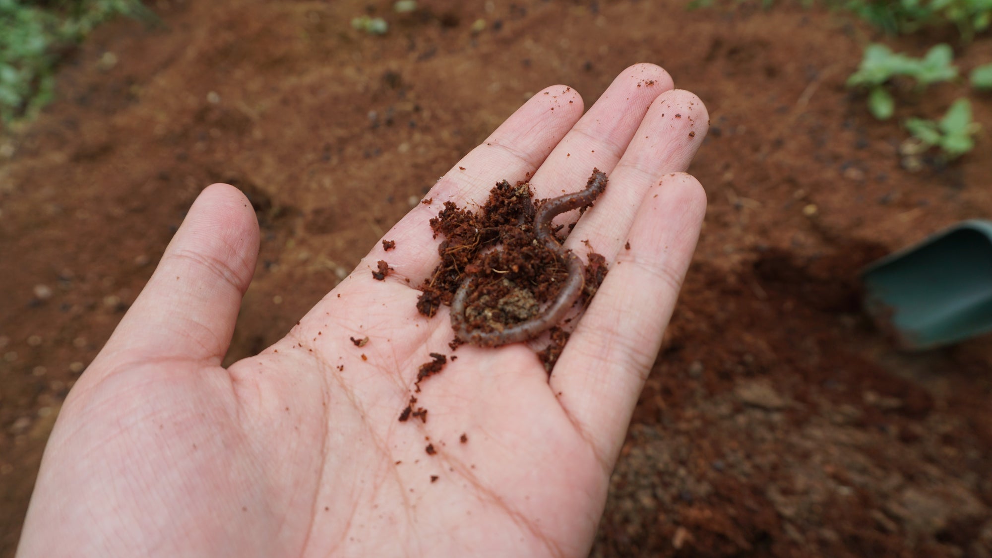 Demonstration of vermicomposting