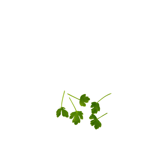 Live pot of celery microgreens, grown pesticide-free in Singapore by GreenLoop Farms