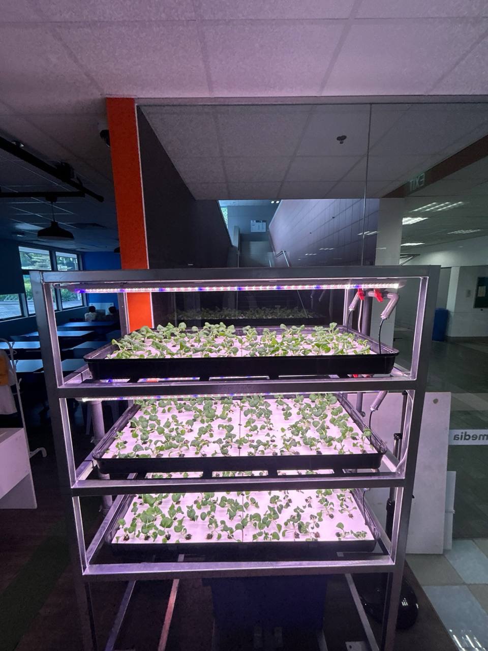 microgreens