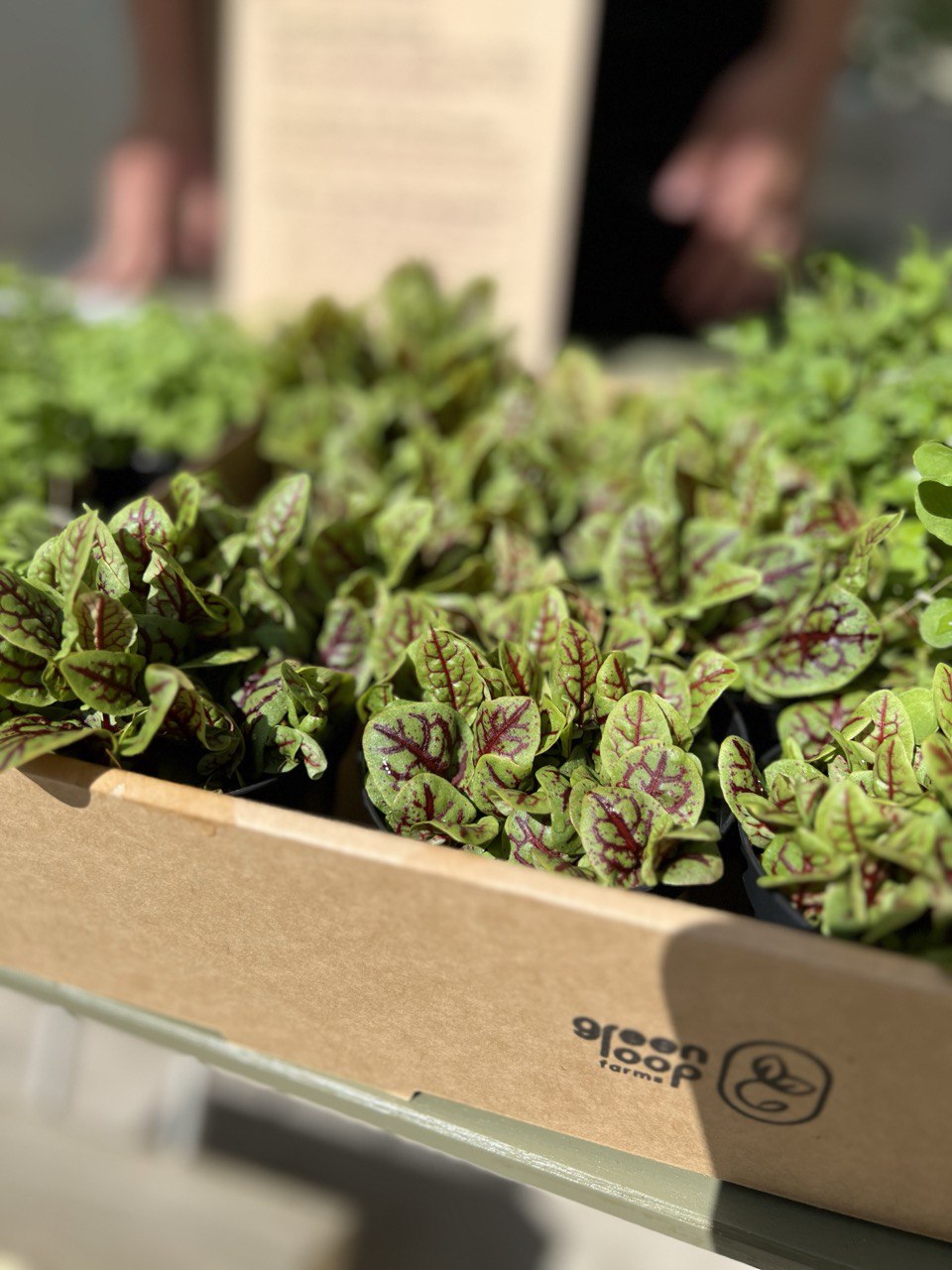 Fresh pesticide‑free microgreens grown at GreenLoopFarms Singapore
