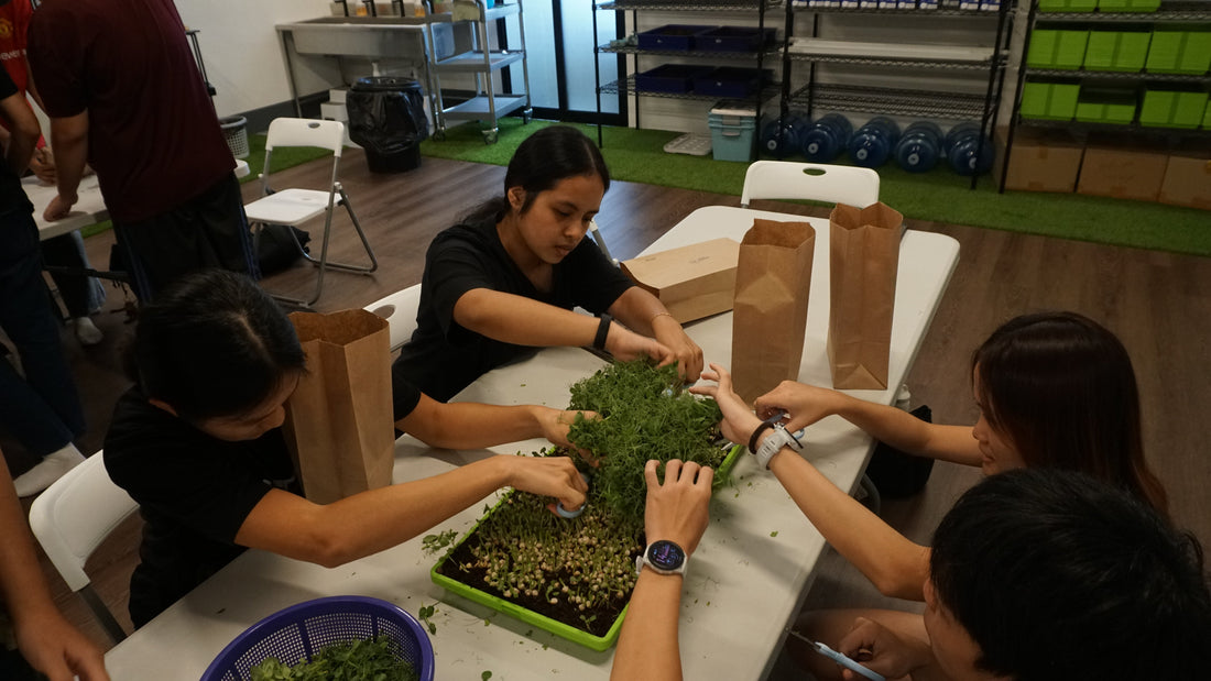 Educational Urban Farm Tours in Singapore: A Hands-On Learning Journey for Schools