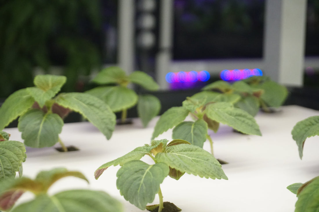 What Is Urban Farming? In a Singapore Context