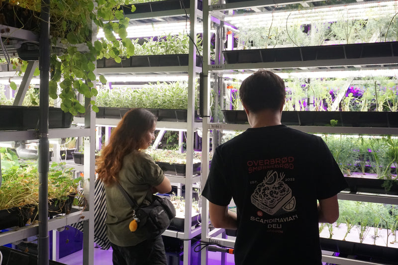 What Is Hydroponics? In a Singapore Context