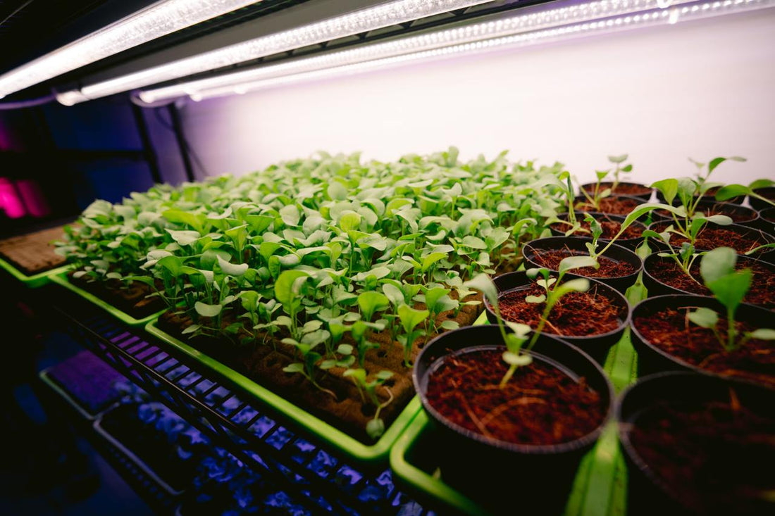 Beyond Garnishing: The Nutritional Value of Microgreens in Your Diet