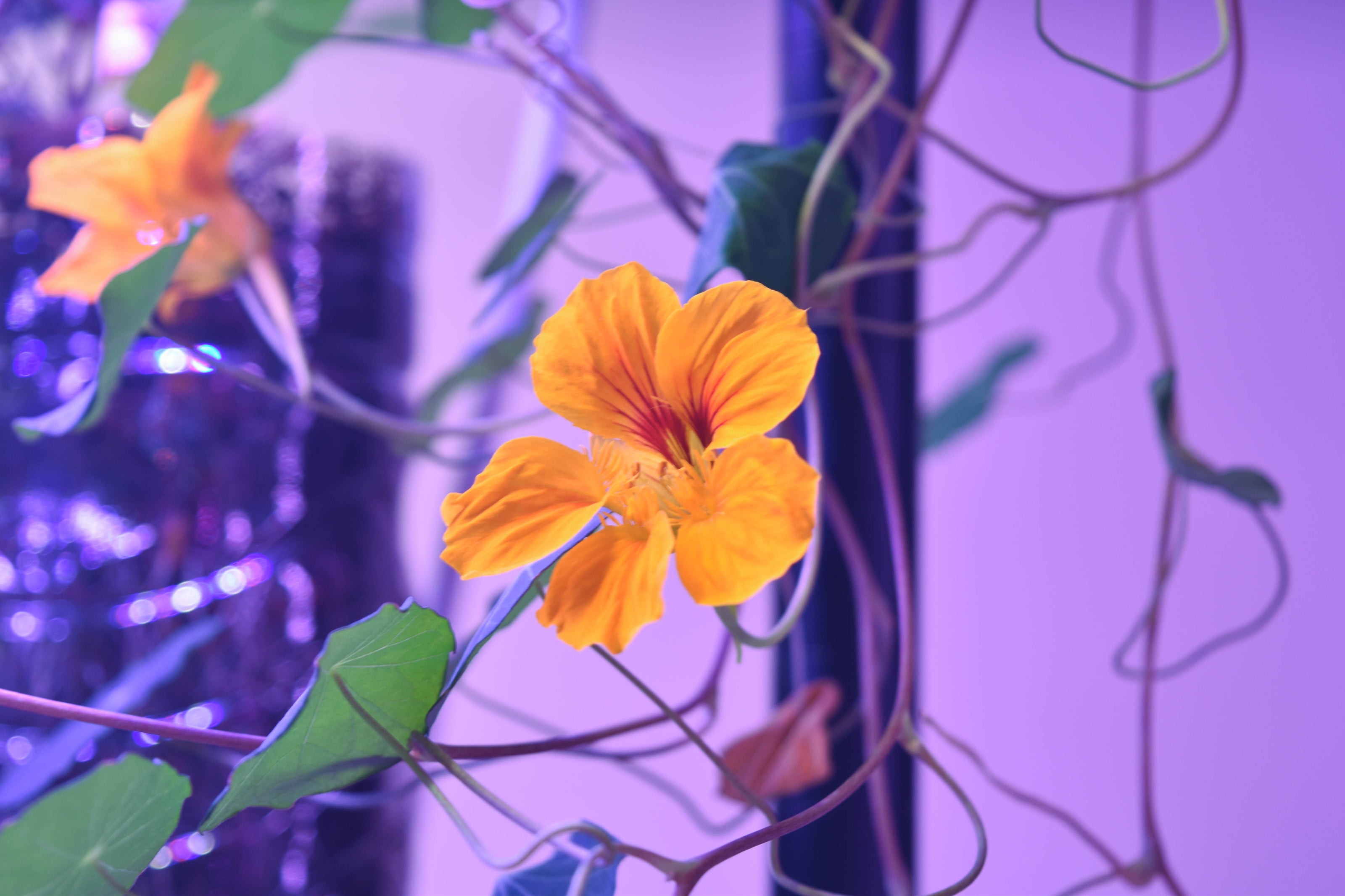 Edible Flowers