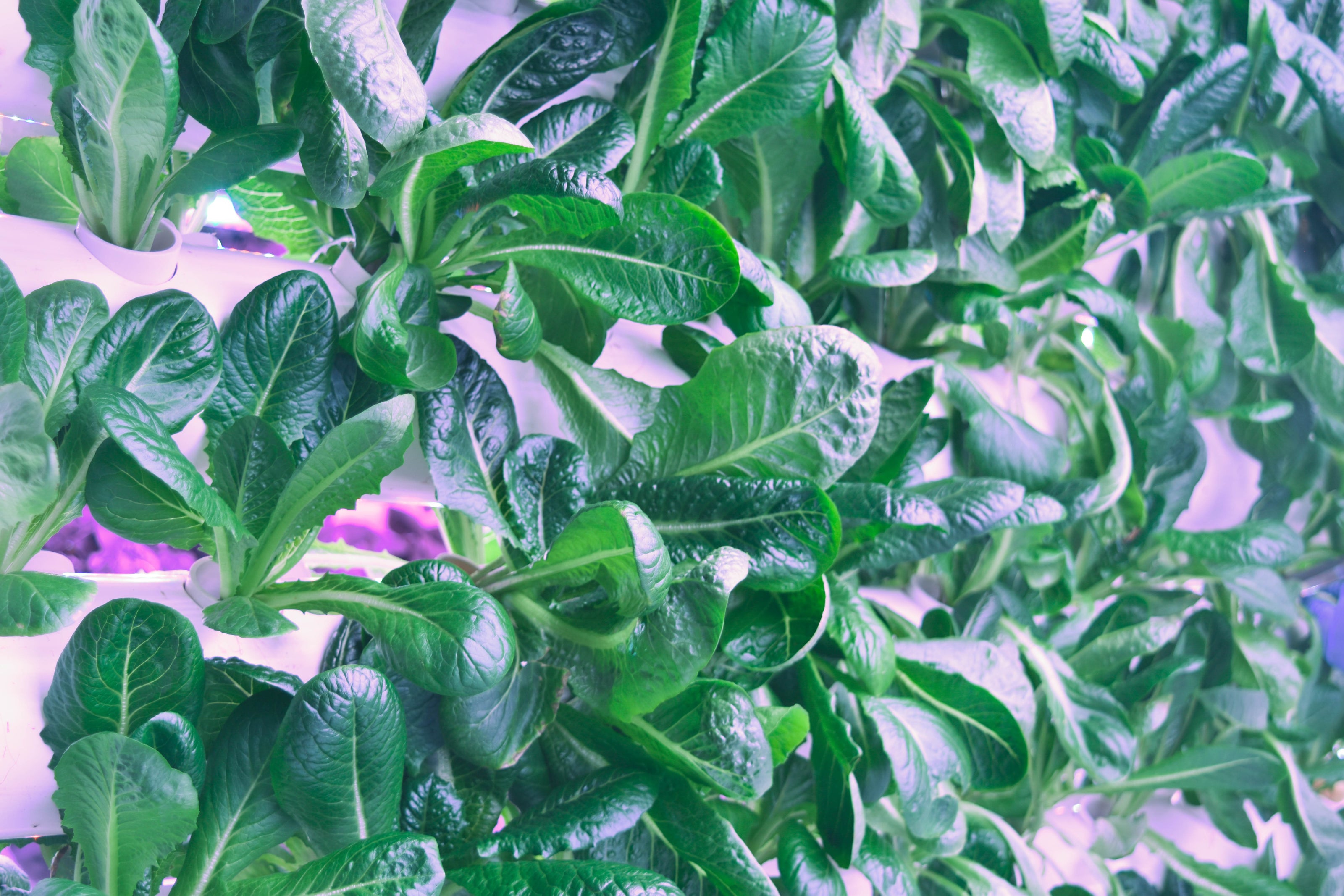 leafygreens