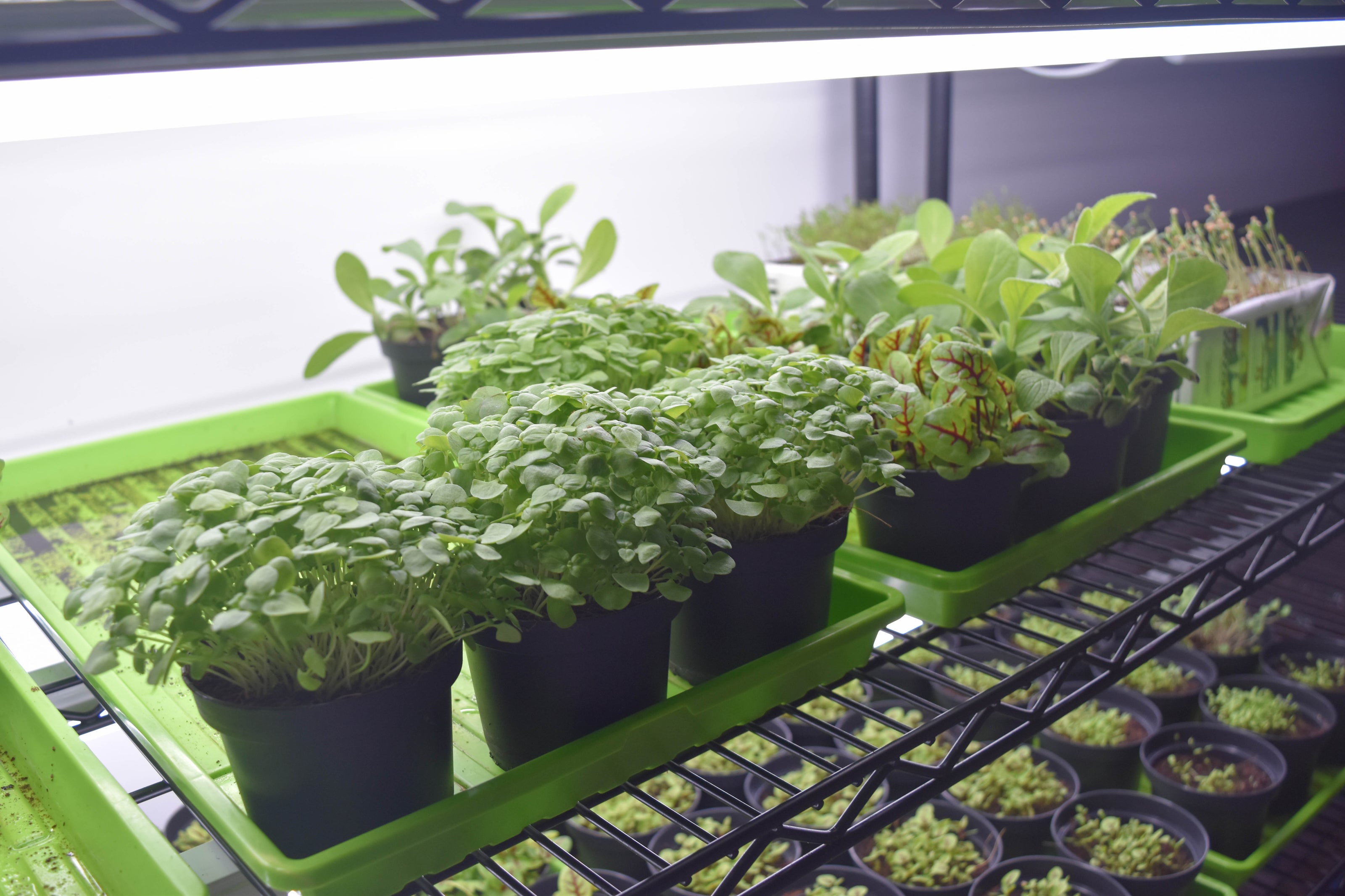 microgreens