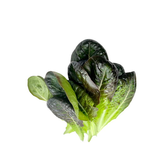 Farmer’s Choice Salad Lettuce Harvest