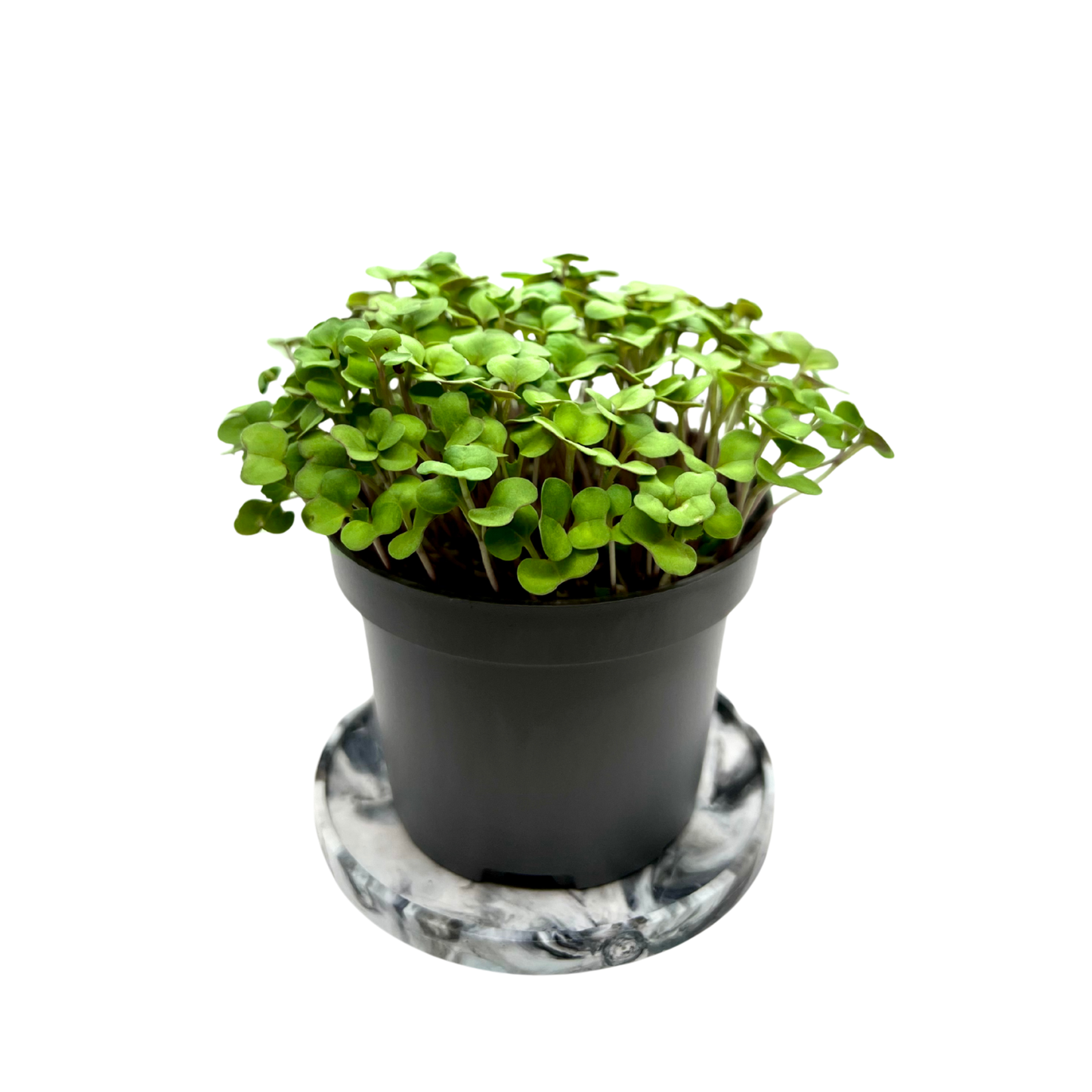 Arugula (Microgreens)
