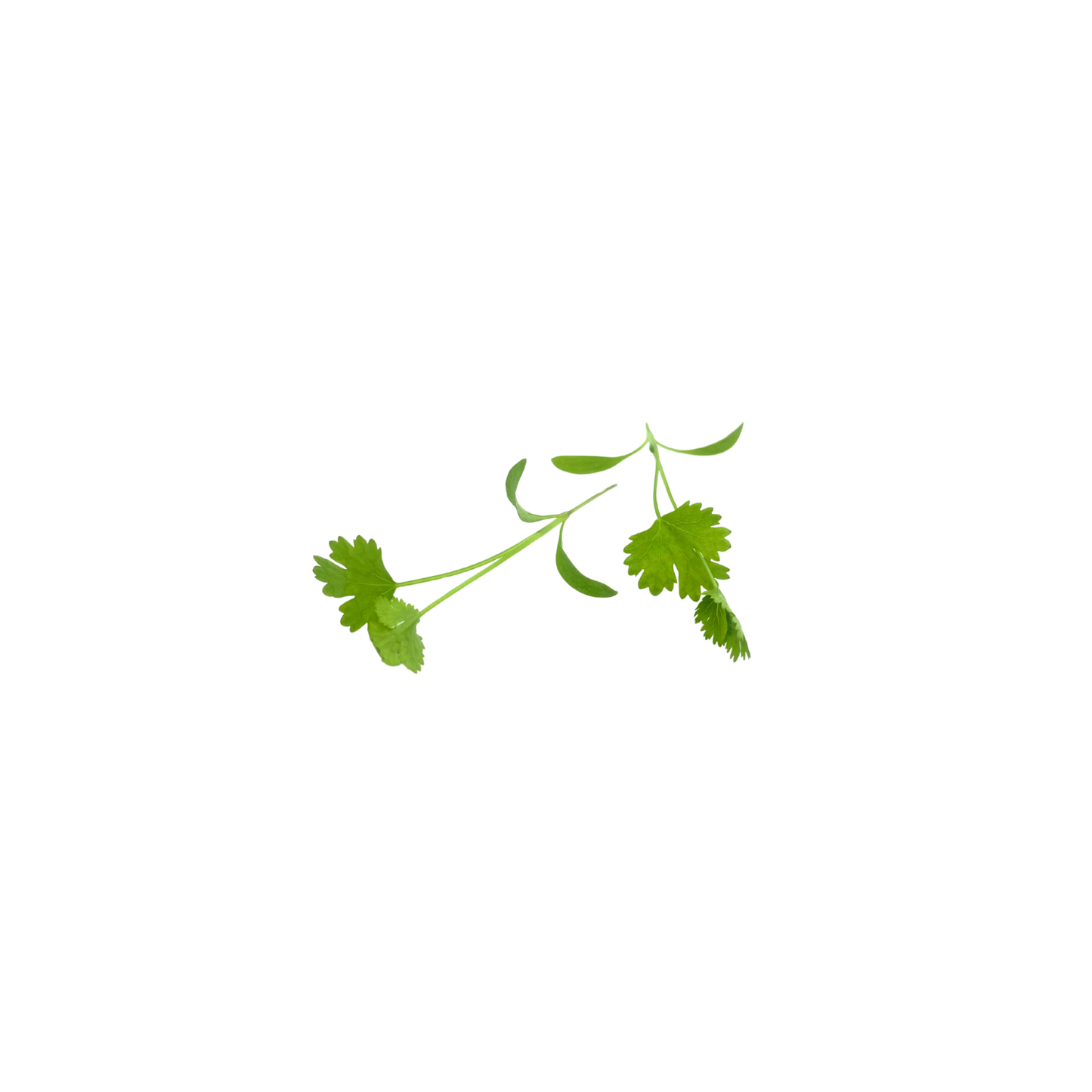 Coriander