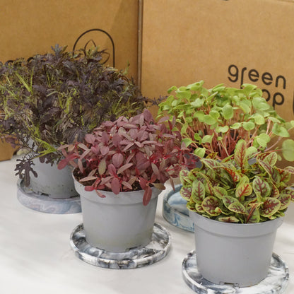 For microgreens pots