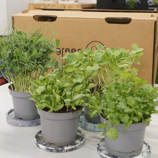 Micro greens including Pea tendrils, corriander, beetroot and tangoh