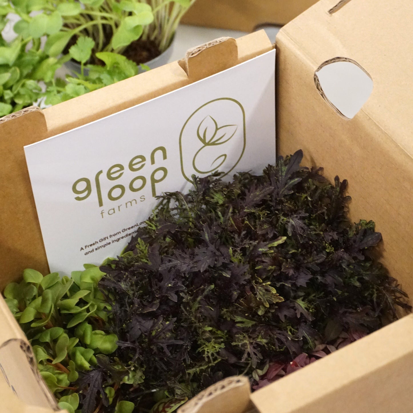 Box of Microgreens Pots with mustard frills and beetroot