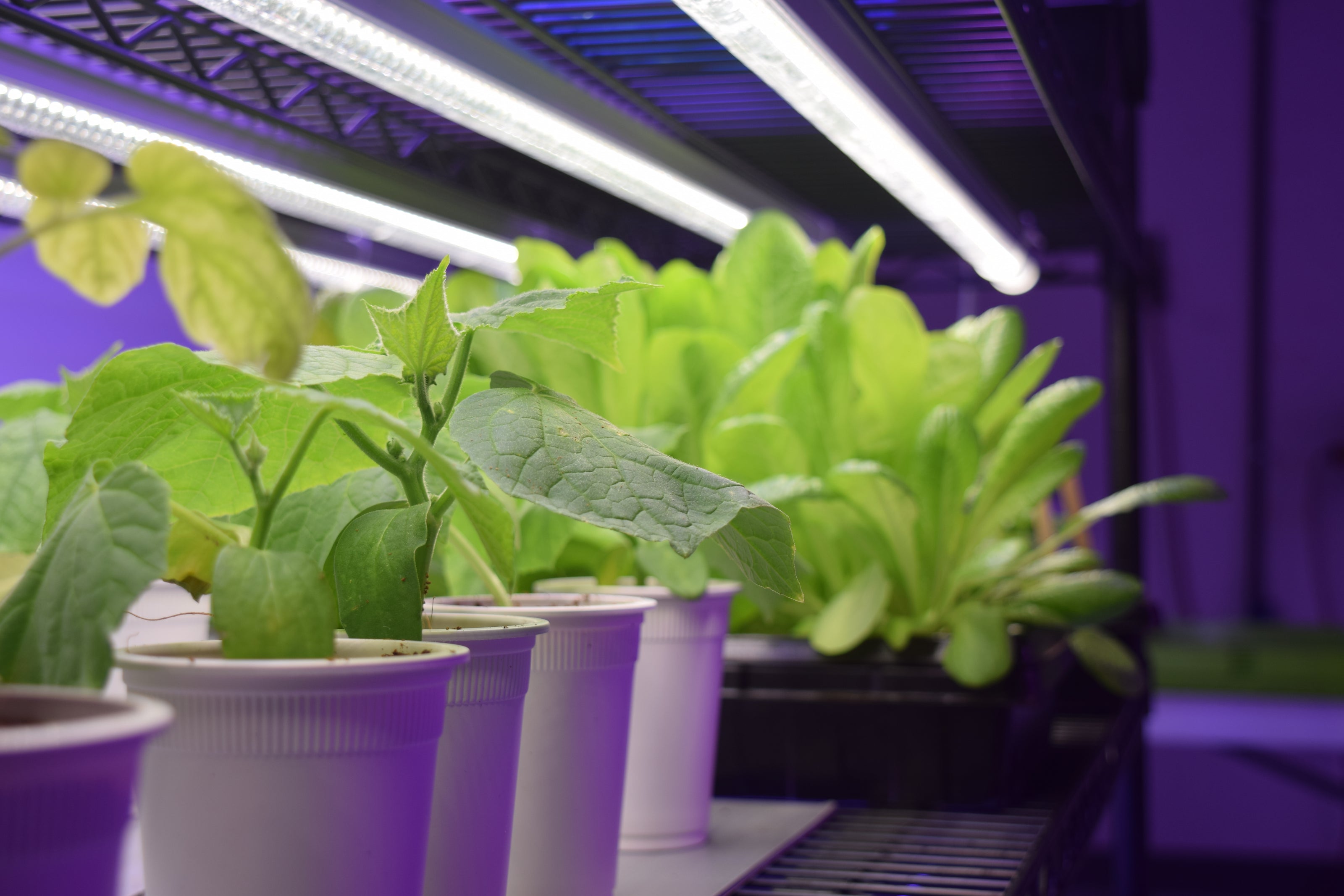 Rack of leafy greens at GreenLoopFarms
