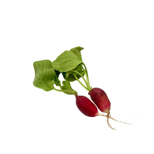 French Breakfast Radish