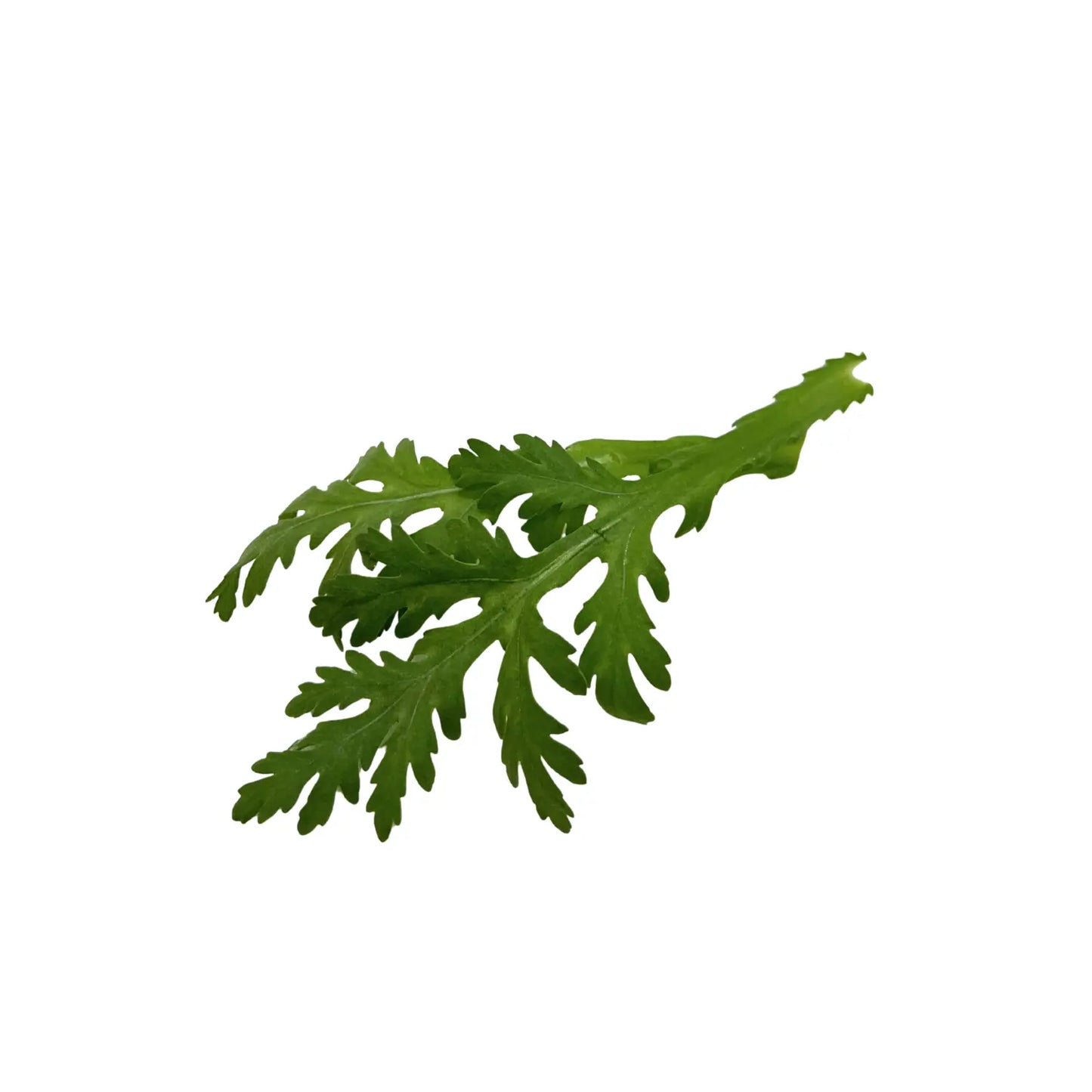 Green leafy vegetable on a white background