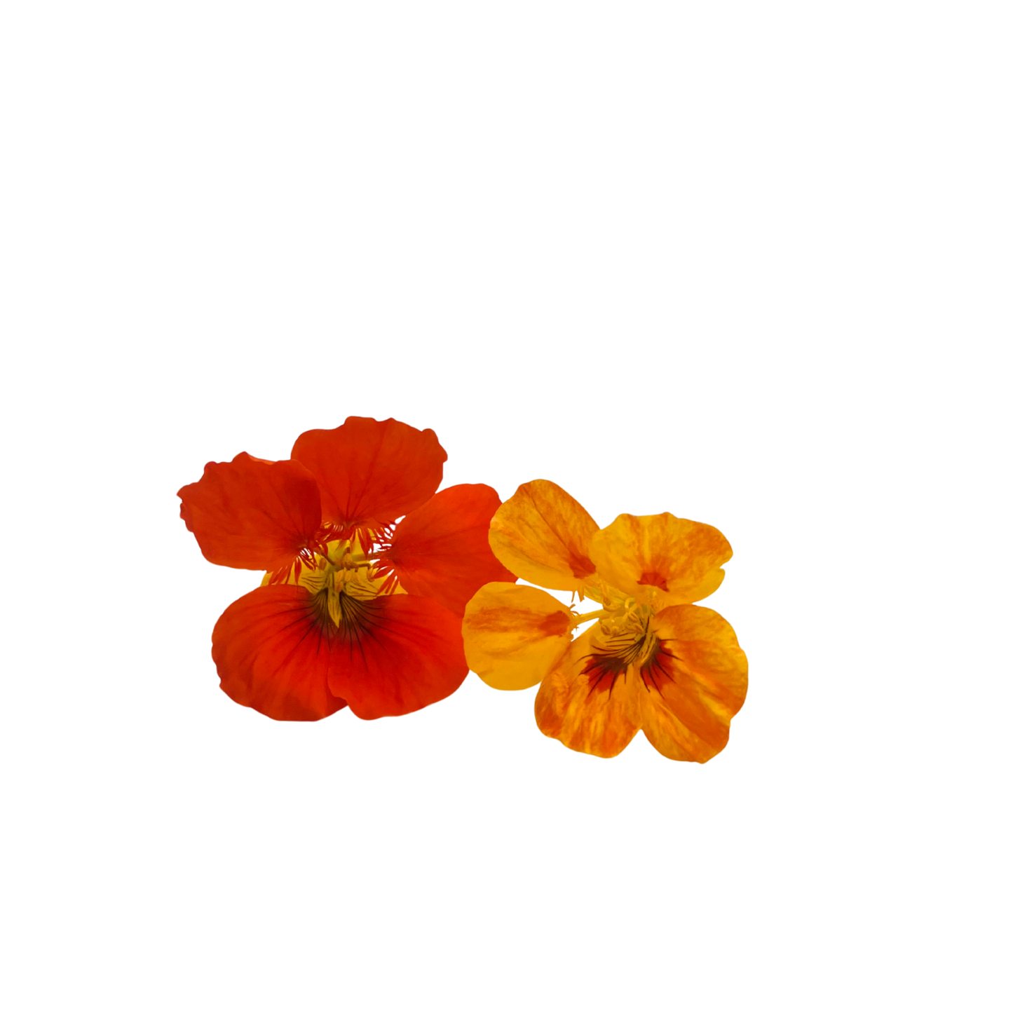 Nasturtium