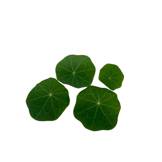 Nasturtium Leaves