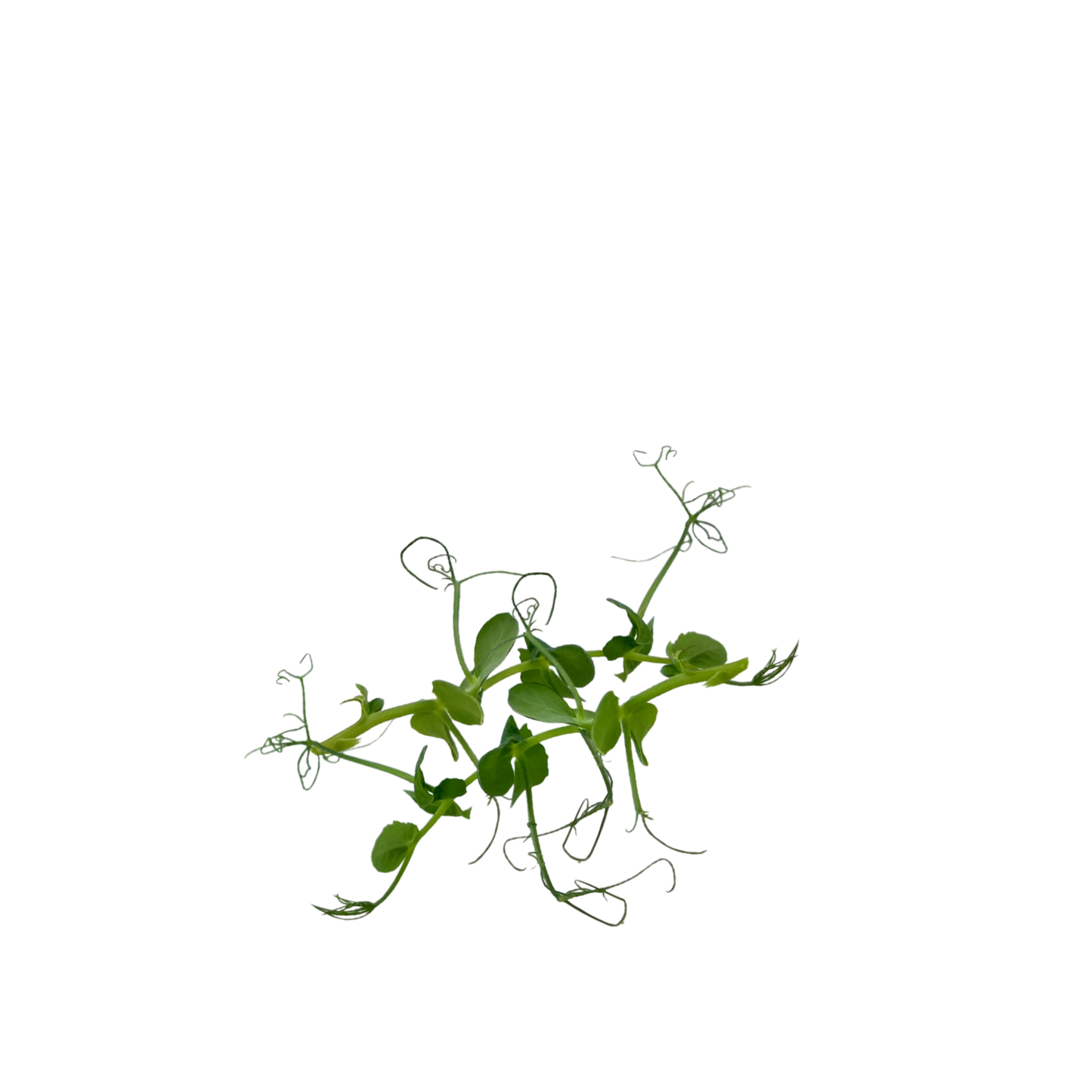 Pea Tendril