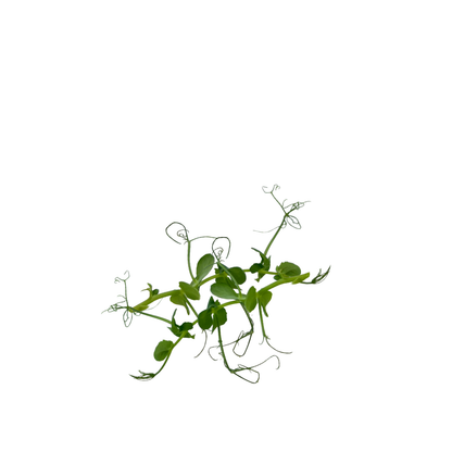 Pea Tendril