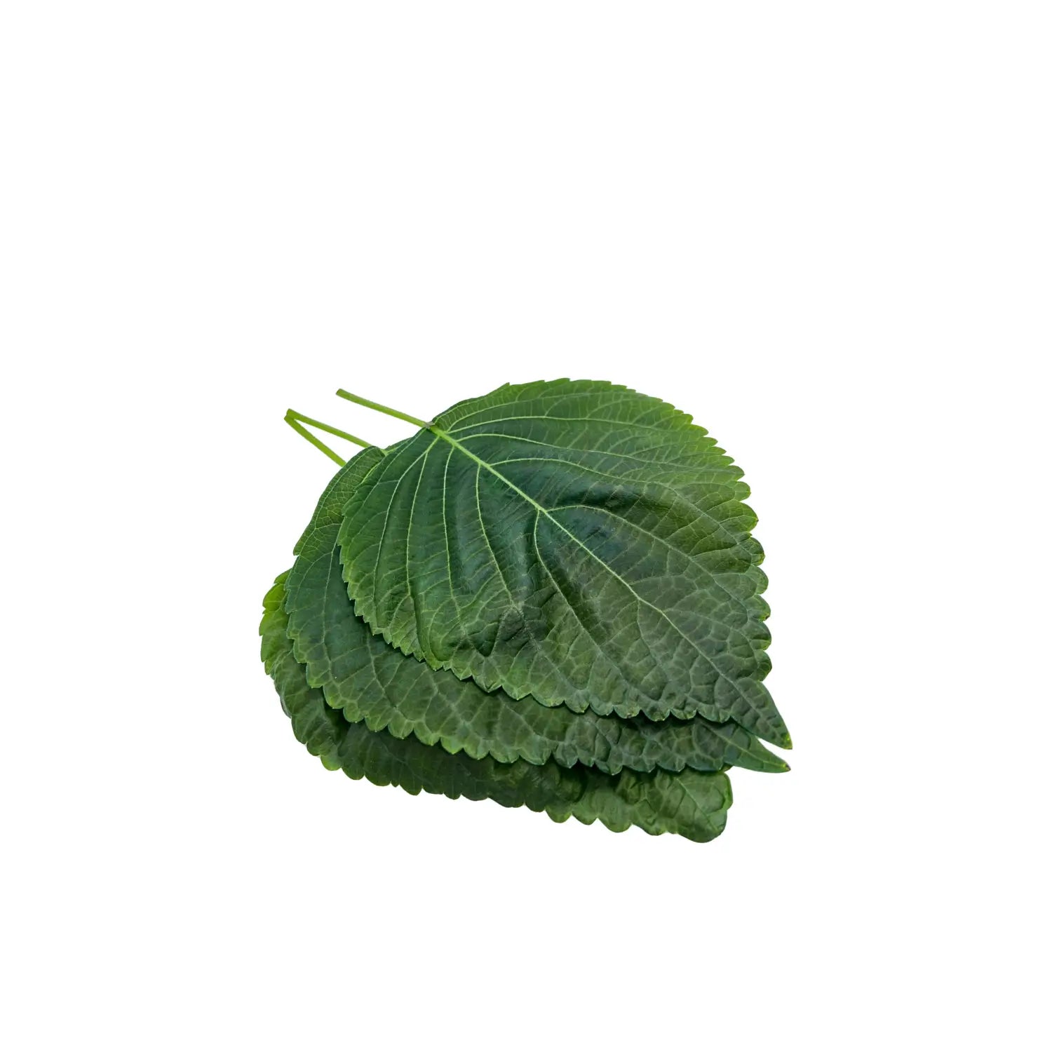 Three green leaves on a white background