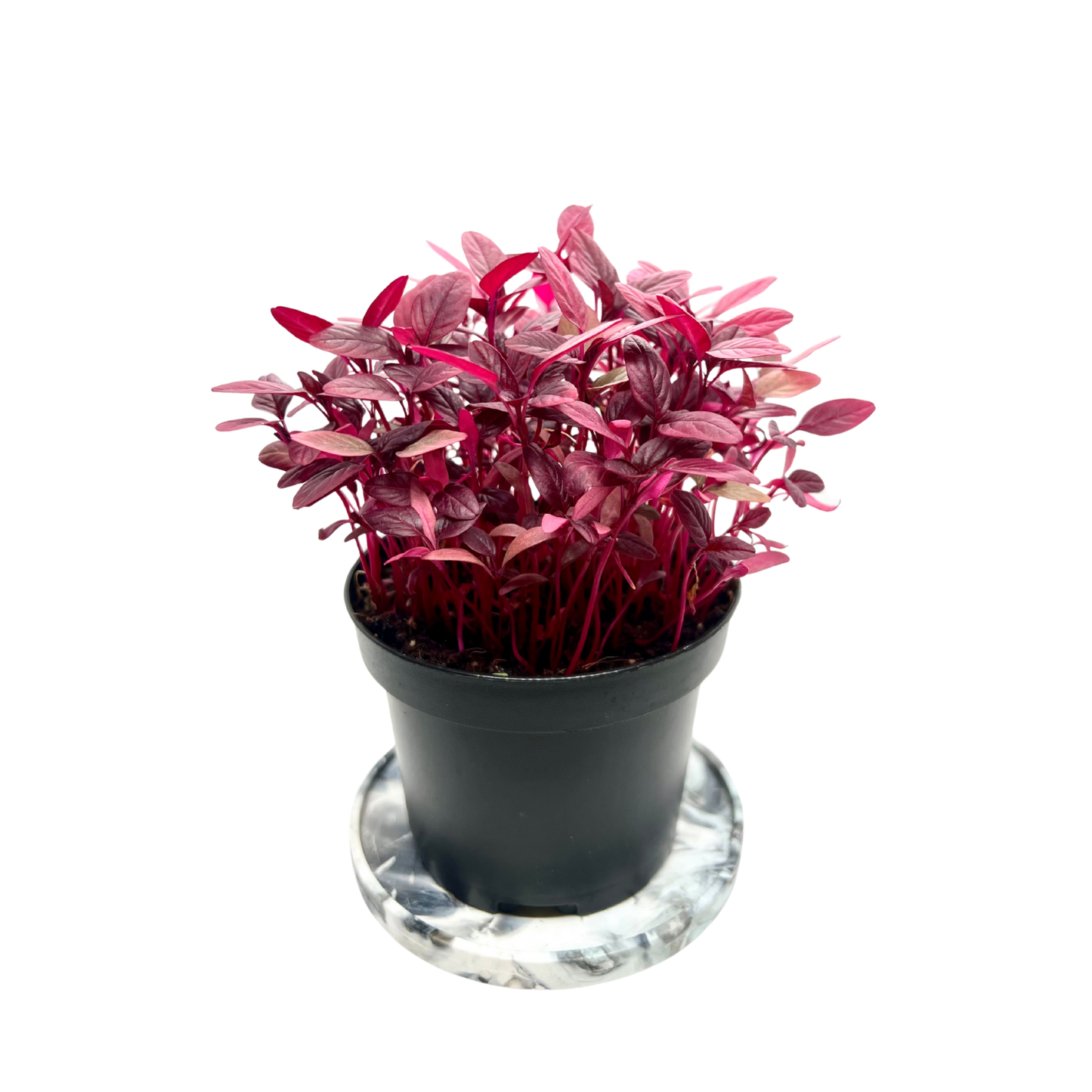 Red Garnet Amaranth