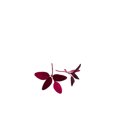 Red Garnet Amaranth