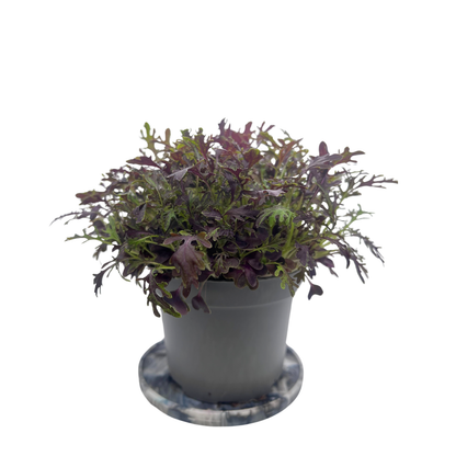 Scarlet Frills Mustard