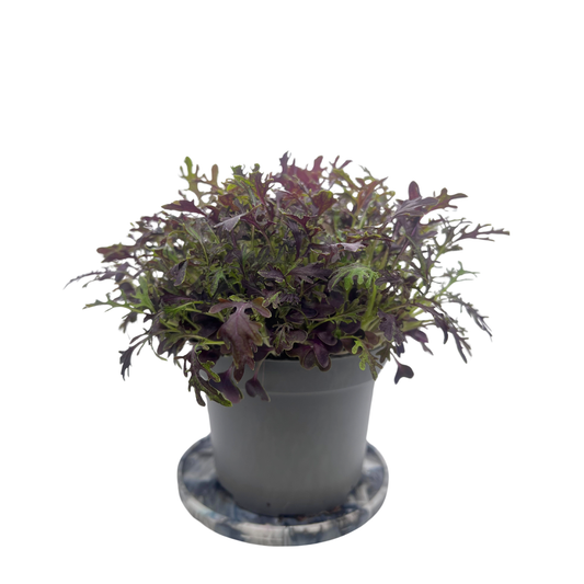 Scarlet Frills Mustard