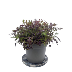 Scarlet Frills Mustard