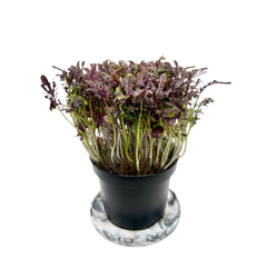 Scarlet Frills Mustard