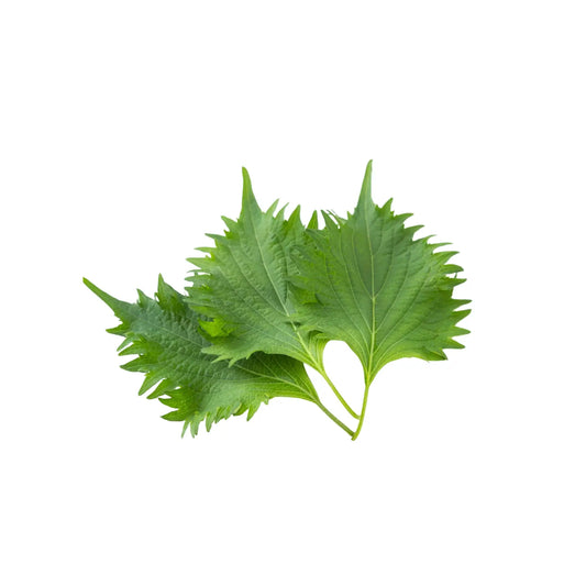 Shiso