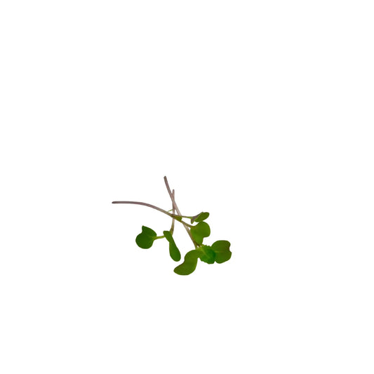Close-up of arugula microgreen shoots with bright green cotyledon leaves, grown in Singapore by GreenLoop Farms