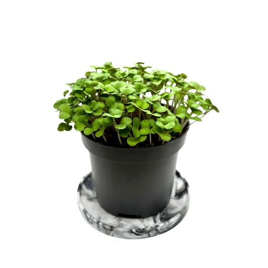 Arugula microgreens growing in a compostable pot, raised indoors at GreenLoop Farms in Singapore