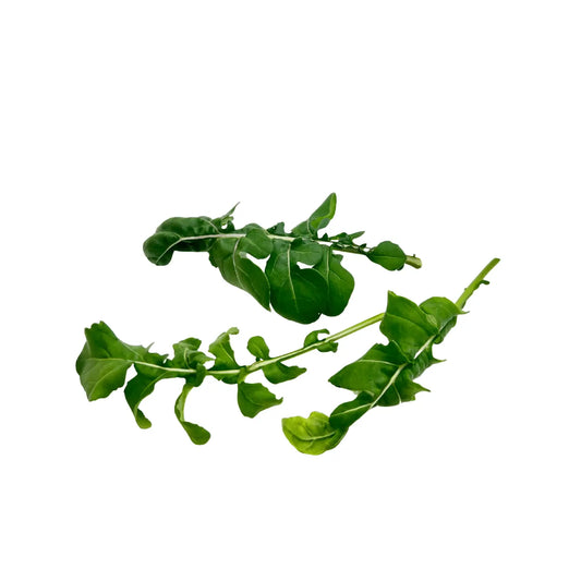 Wild rocket arugula with deeply serrated green leaves, grown pesticide-free indoors at GreenLoop Farms Singapore