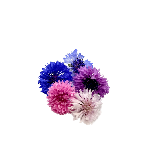 Blue bachelors button cornflowers, an edible flower grown indoors at GreenLoop Farms in Singapore