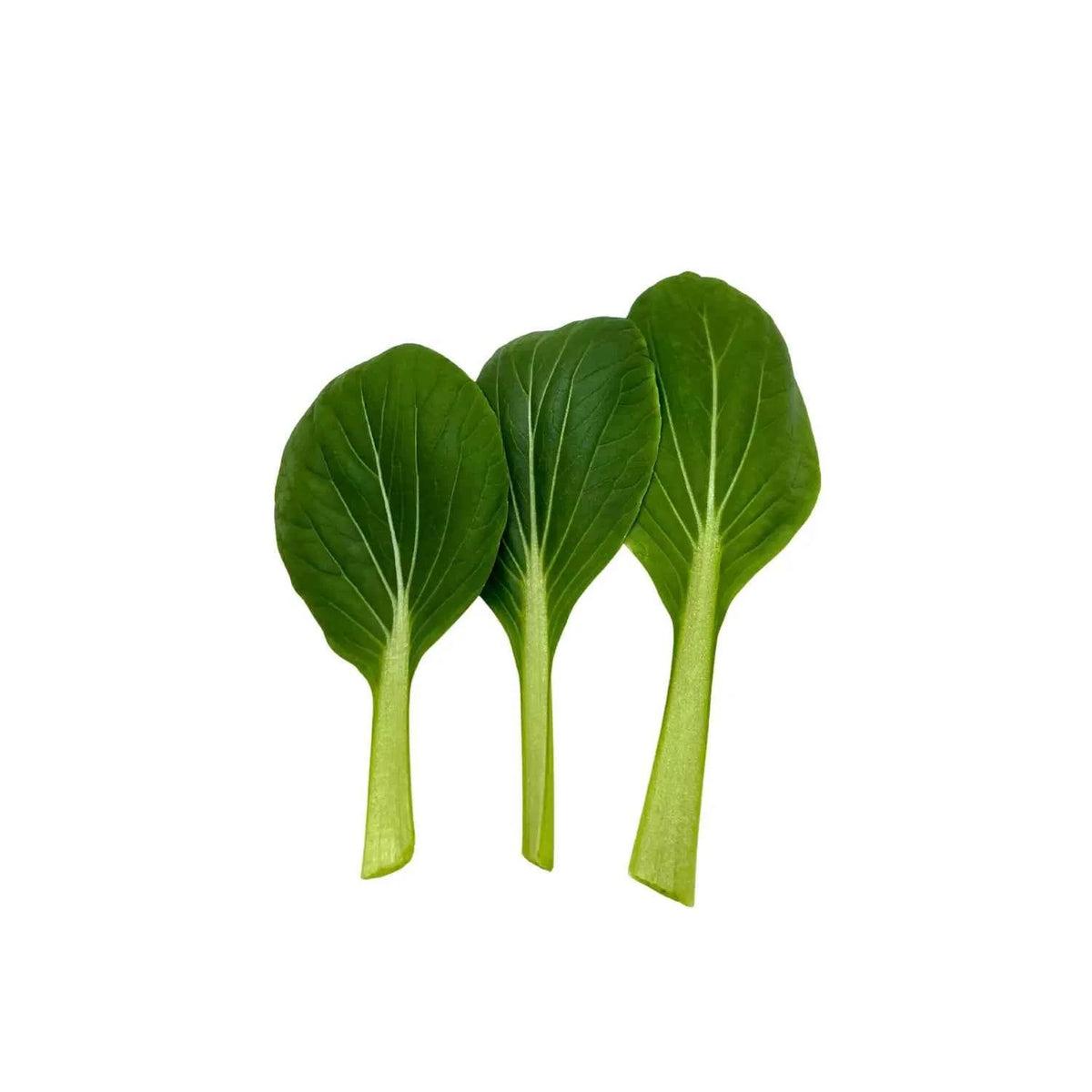 Bak choy with crisp white stems and dark green leaves, grown indoors at GreenLoop Farms in Singapore