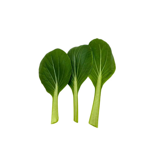 Bak choy with crisp white stems and dark green leaves, grown indoors at GreenLoop Farms in Singapore