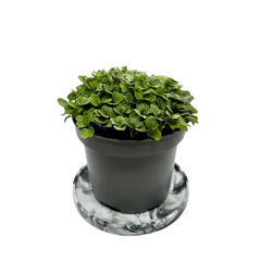 Broccoli (Microgreen)