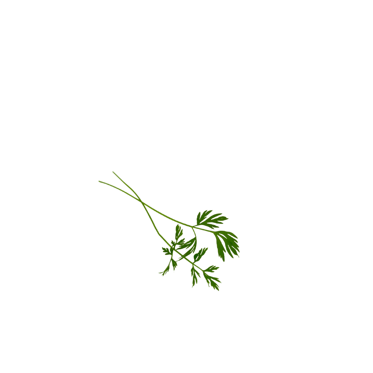 Pot of carrot microgreens with delicate feathery foliage, grown pesticide-free in Singapore by GreenLoop Farms