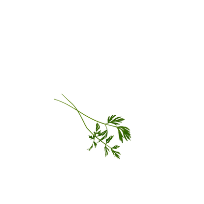 Pot of carrot microgreens with delicate feathery foliage, grown pesticide-free in Singapore by GreenLoop Farms