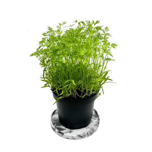 Fine carrot microgreens with thread-like green shoots, grown indoors at GreenLoop Farms Singapore