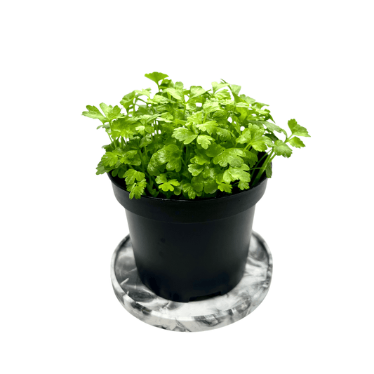 Celery microgreens with slender stems and small serrated leaves, grown indoors at GreenLoop Farms Singapore